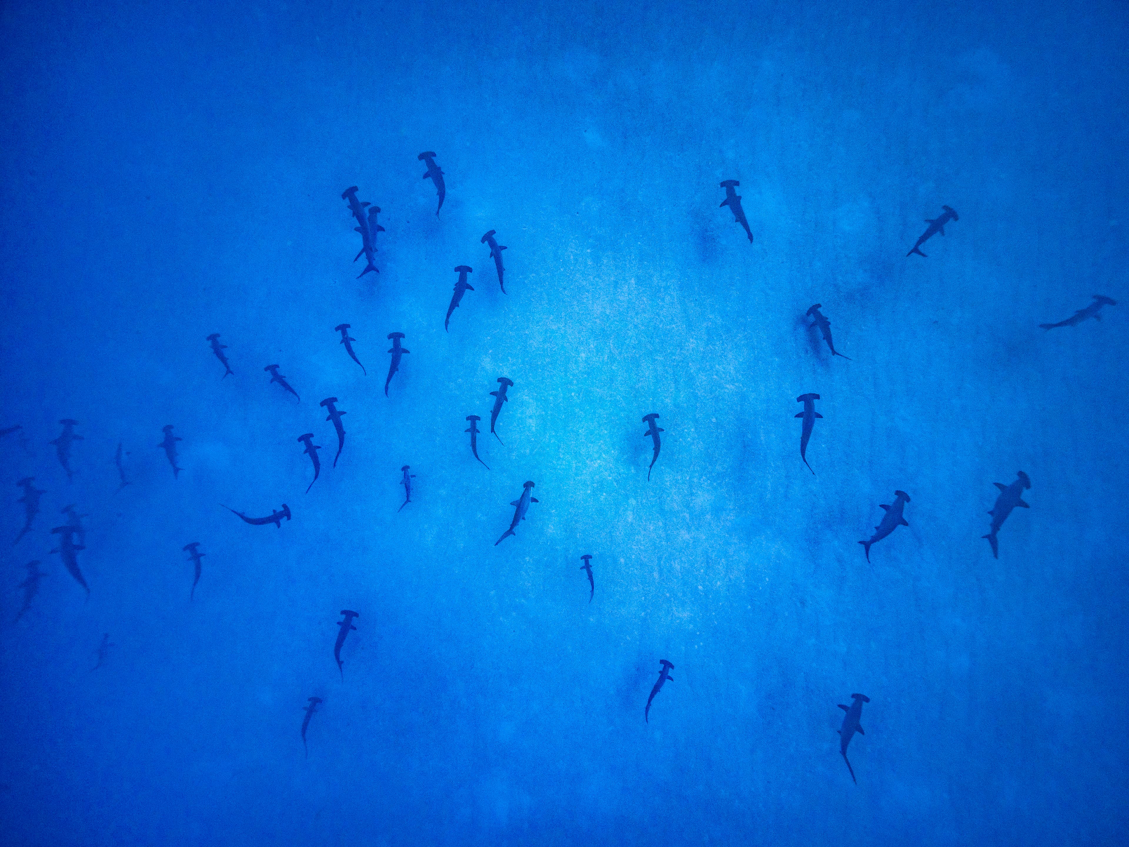 Ocean