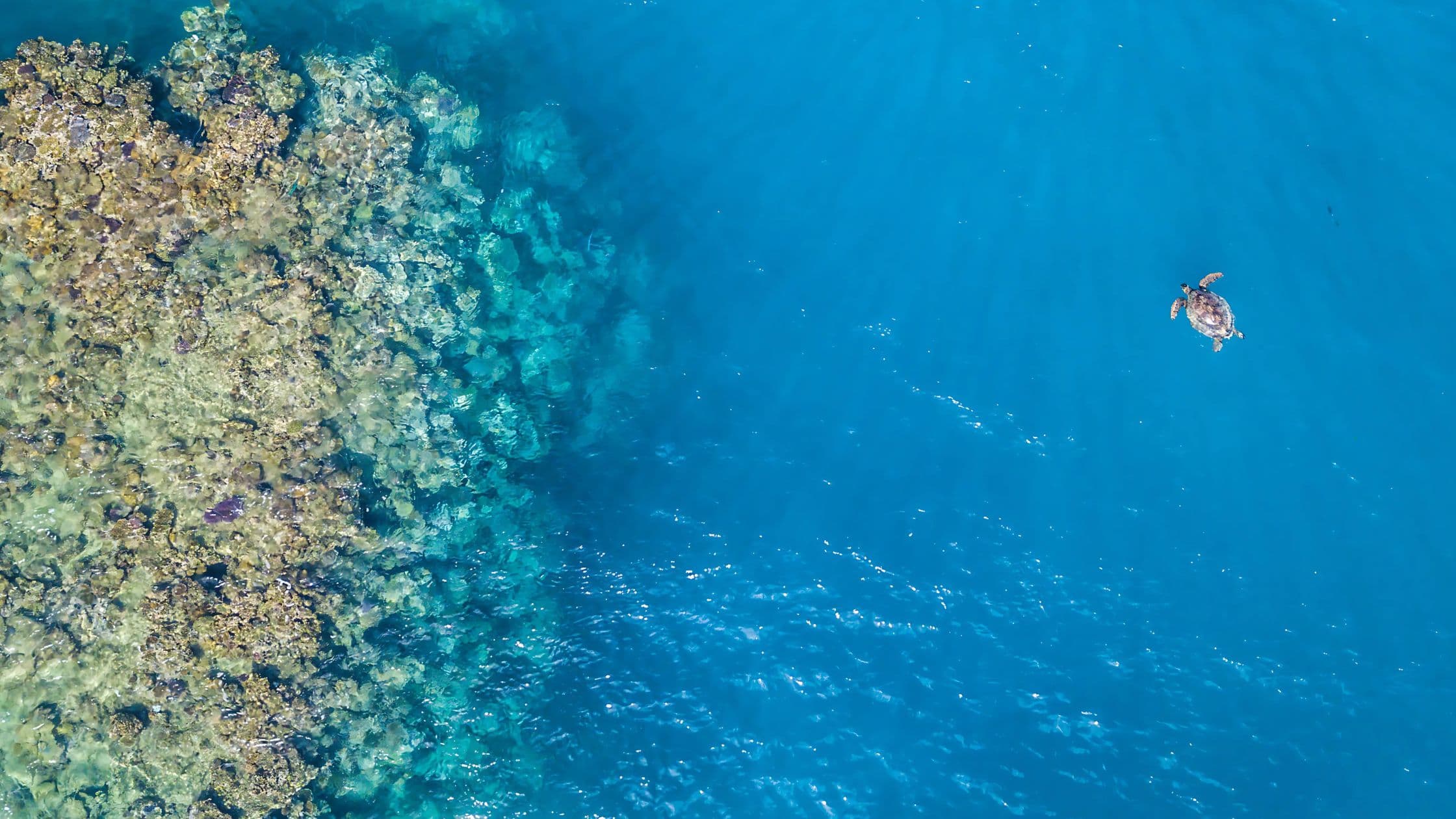 Aerial view of coral reef with sea turtle