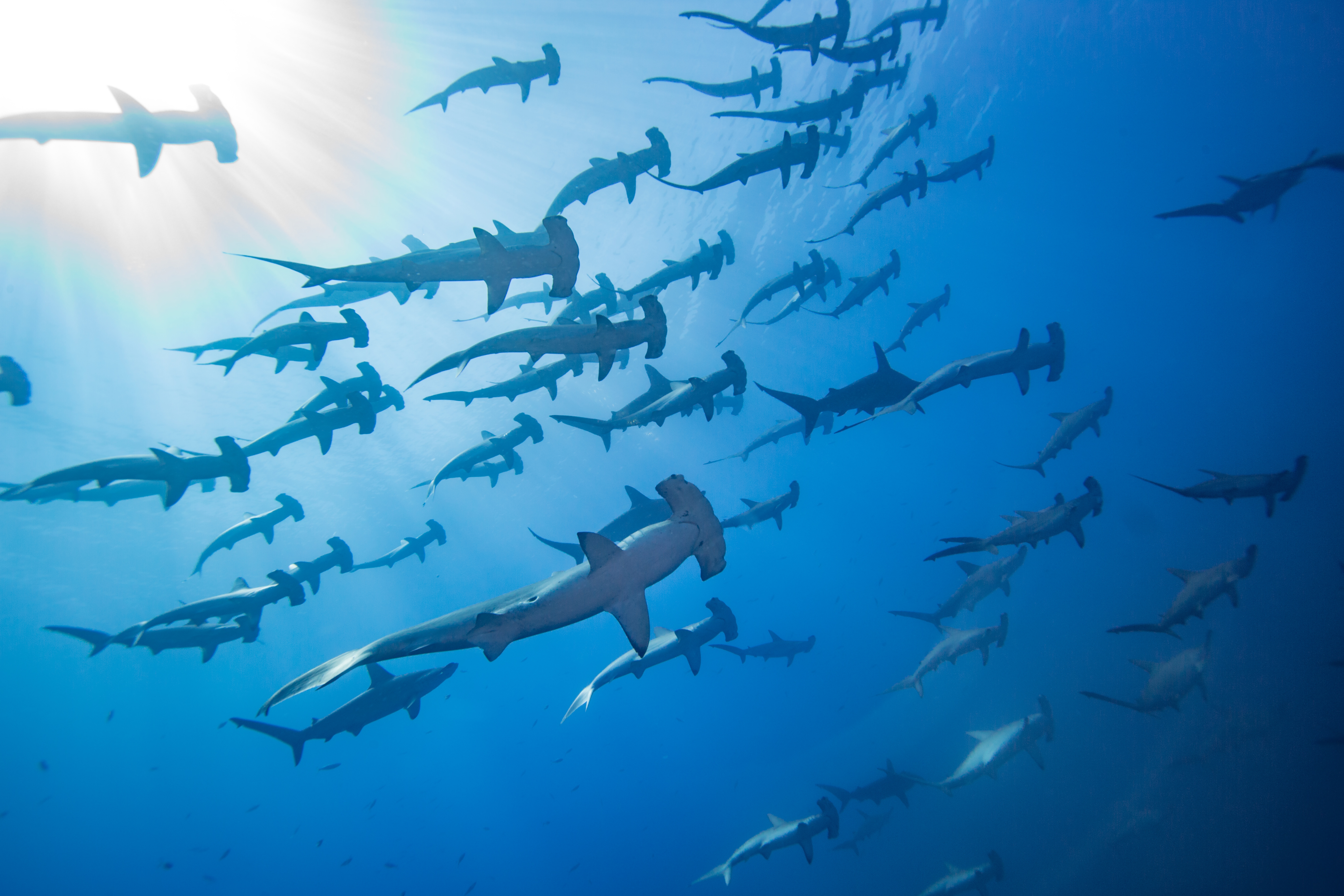 ocean conservation about us hero