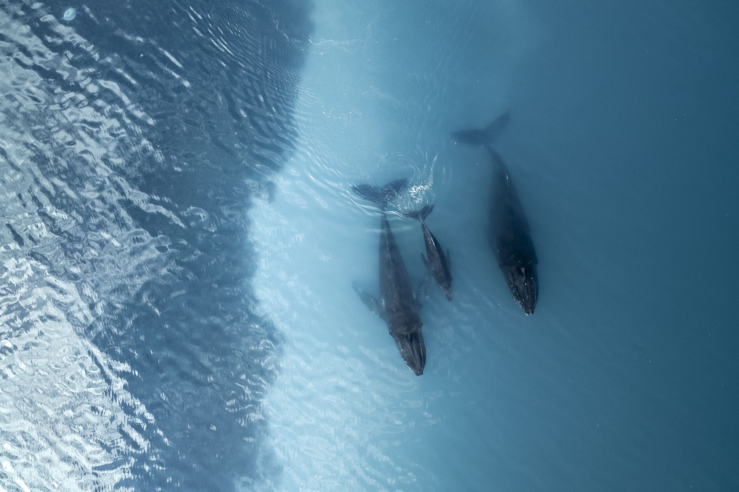 ocean conservation about us hero